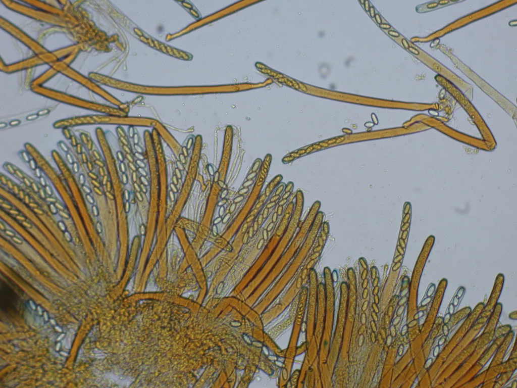 QUIZ per due funghi ... diversi